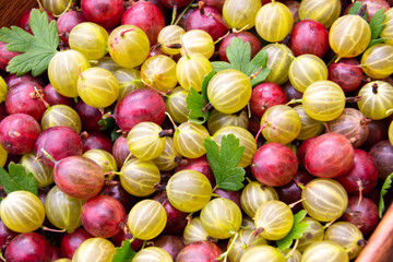 Red, yellow and green ripe gooseberries