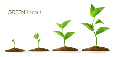 Realistic sprouts 3D.Phases plant growing.Evolution concept. Seeds sprout in ground. Sprout, plant, tree growing agriculture icons. Vector illustration isolated