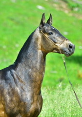 Portrait of a buckskin Akhal Teke stallion. Side view.