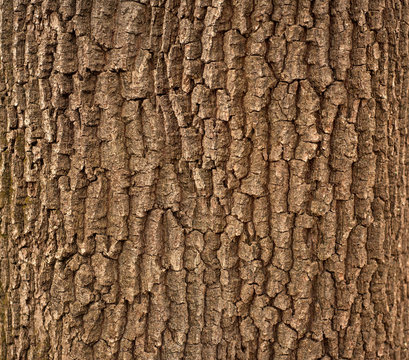 Relief texture of the brown bark of a tree with green moss on it. Horizontal photo of a tree bark texture. Relief creative texture of an old oak bark.