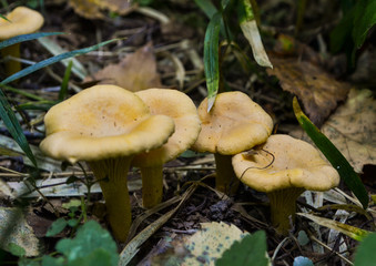 family of orange mushrooms chanterelles