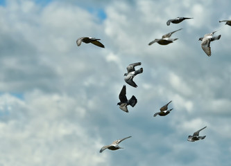 Flock of pigeons flying in the cloudy sky. Close up.