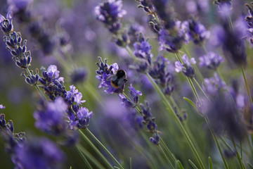 Lavender Field in the summer. Aromatherapy. Nature Cosmetics. Close up