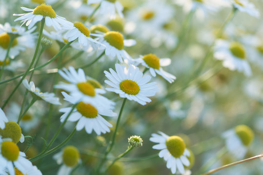 Nature background with wild flowers camomiles. Close up. © Eugeniusz Dudziński