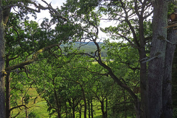 old oak wood in Kernave, Lithuania