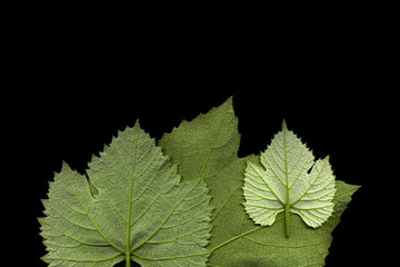Grape leaf. Closeup of a grape leaf. The texture of the grape leaf.