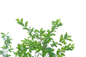 Tropical plant with twigs and leaves on white isolated background for green foliage backdrop 