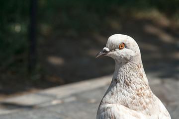 Close-up of a bird dove on a wooden bench in a city park