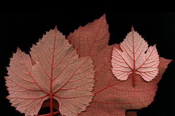 Grape leaf. Closeup of a grape leaf. The texture of the grape leaf.