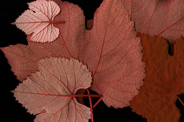 Grape leaf. Closeup of a grape leaf. The texture of the grape leaf.
