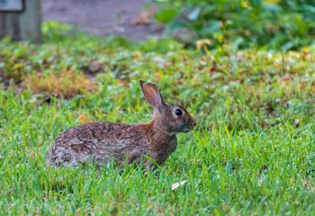 Naklejka na ściany i meble Wild cottontail rabbit sitting in the grass