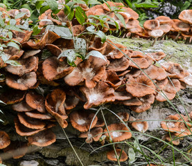 summer mushrooms grew on a log in the forest