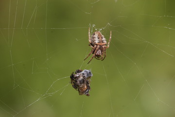 spider web and this prey