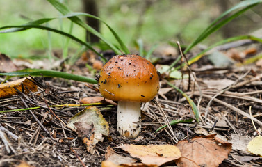 Fototapeta premium young mushroom valui grew up in the forest