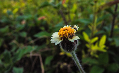 bee on yellow flower