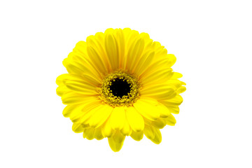 yellow gerbera closeup on white background floral background