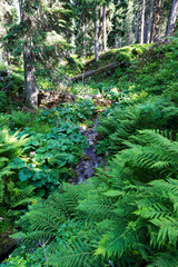 Little River White Opava in Moravia, mountain Jesenik, very green and clear wild Nature, Czech Republic