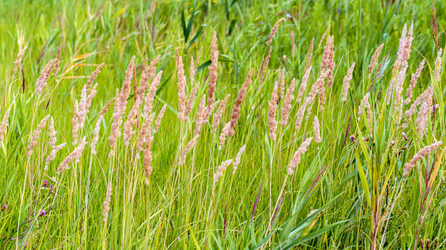 Holcus lanatus grass