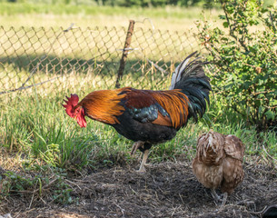 Colorful rooster and scicken on green nature background looking for something to eat