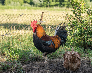 Colorful rooster and scicken on green nature background looking for something to eat