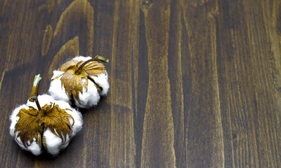 Cotton flowers on a wooden background. Free space for text.