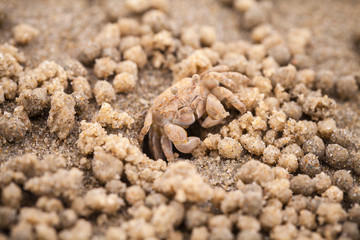 Sand bubbler crab or sand-bubbler, macro
