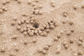Fototapeta na wymiar Hole made by sand bubbler crab