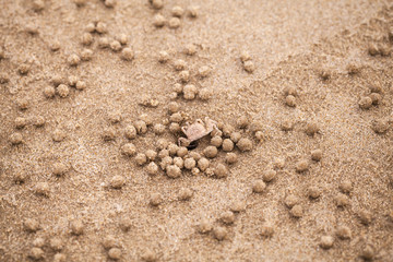 Fototapeta na wymiar Sand bubbler crab or sand-bubbler