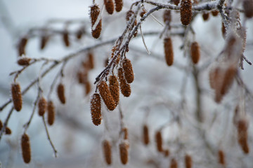 winter frosted willow cones