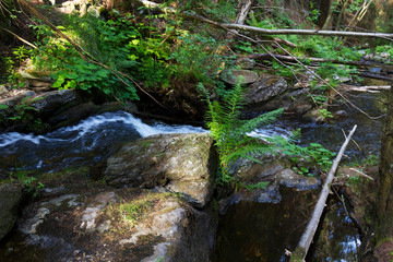 Little River White Opava in Moravia, mountain Jesenik, very green and clear wild Nature, Czech Republic