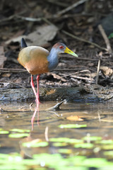 Grey-necked wood rail walking in water