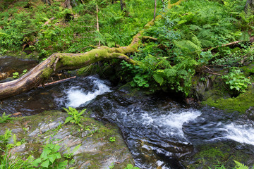 Little River White Opava in Moravia, mountain Jesenik, very green and clear wild Nature, Czech Republic