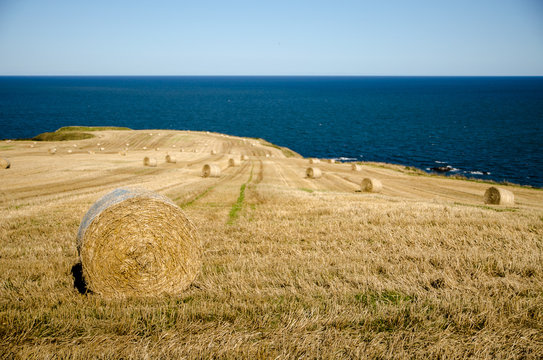 Heuballen vor dem Ozean, Stonehaven, Scotland