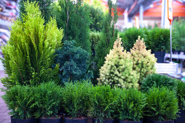 Fototapeta premium Decorative Christmas trees, fir and thuja in the store, the composition of evergreens