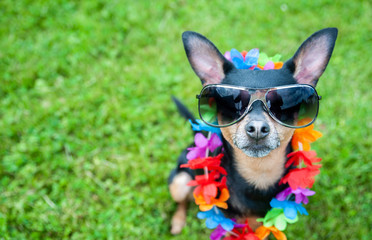Stylish, fashionable portrait of a dog in sunglasses and a necklace of flowers on a green lawn, space for text,.Summer holiday theme