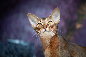 Very beautiful Abyssinian cat, kitten on the background of a lavender field, closeup portrait