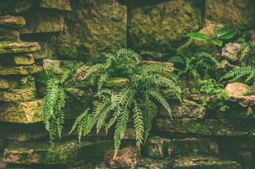 Tropical plants and ferns growing in the rocks , background