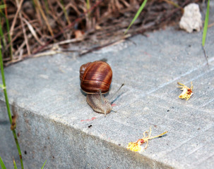 Snail with a brown shell crawling on the steps. 