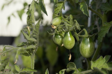 Junge, noch nicht reife grüne Tomaten an großen Tomatenpflanzen