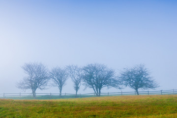 Fototapeta na wymiar Row of trees during early morning fog, Stowe Vermont, USA