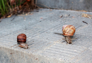 Two snails crawling towards each other. 