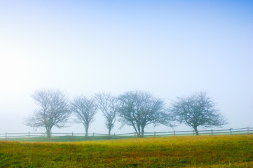 Digitall manipulated image of trees in fog, Stowe Vermont, USA