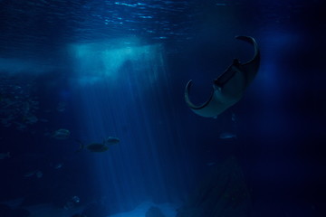 Razza su fondale marino