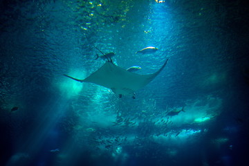 Razza su fondale marino