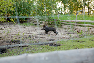 Family Group of Wart Hogs Grazing Eating Grass Food Together.