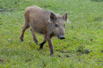 Wild small pig contentedly grazing on grass