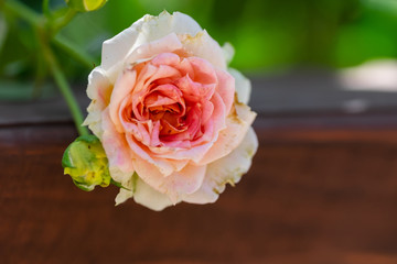 A pink rose in the garden bent over a wooden fence.