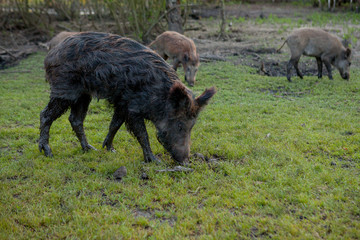 Family Group of Wart Hogs Grazing Eating Grass Food Together.