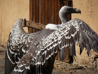 bird of prey