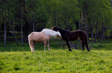 Obraz na płótnie Canvas Two horses grooming each other
